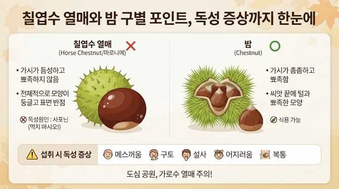 칠엽수 열매와 밤 구별 포인트, 독성 증상까지 한눈에