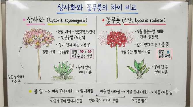 상사화 꽃무릇 차이 개화시기 꽃말과 석산 잎 나오는 순서