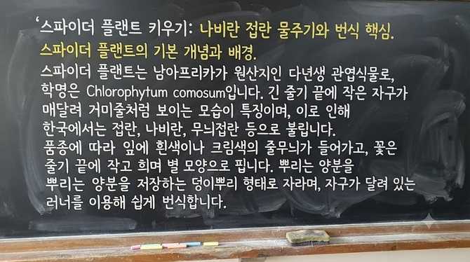 스파이더 플랜트 키우기: 나비란 접란 물주기와 번식 핵심